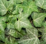 Ivy Extract